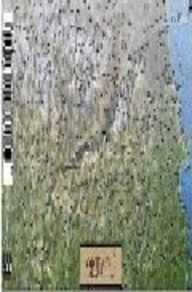 Pirineo Catalán (tubo)