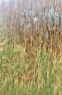 Pirineo Aragonés (tubo)