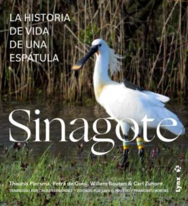 Sinagote, la historia de vida de una espátula