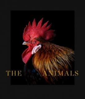 The Animals