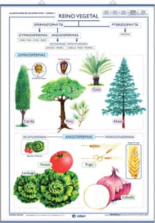 Reino vegetal / Reino Hongos