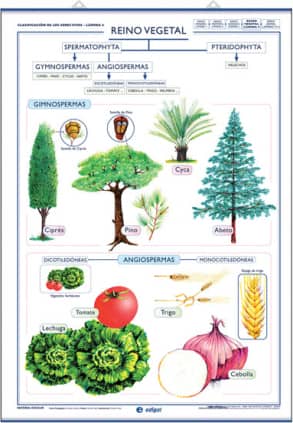 Reino vegetal / Reino Hongos