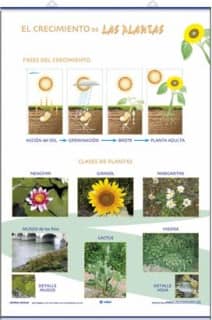 Crecimiento / Clasificación de Las plantas