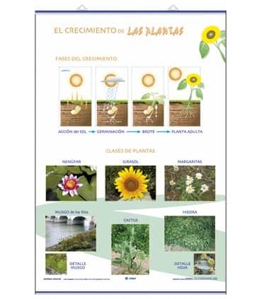 Crecimiento / Clasificación de Las plantas