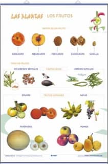 Los frutos/ Las plantas y sus utilidades