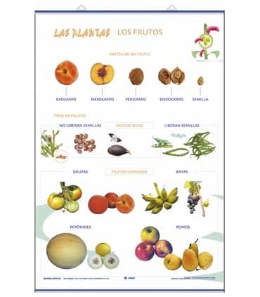 Los frutos/ Las plantas y sus utilidades