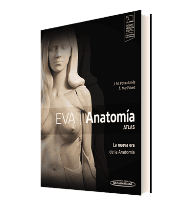 EVA. Anatomía. ATLAS