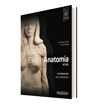 EVA. Anatomía. ATLAS