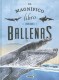 MAGNIFICO LIBRO DE BALLENAS