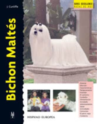 Bichon Maltés